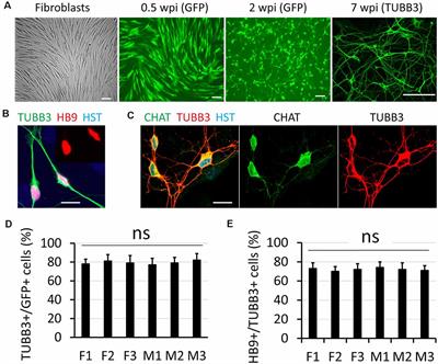 Differential Influence of Sample Sex and Neuronal Maturation on mRNA and Protein Transport in Induced Human Neurons